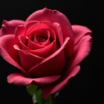 Rose noire : symbole de fin tragique ou d'un tout nouveau commencement ?