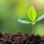Que planter au pied d’un figuier pour protéger et enrichir votre récolte ?