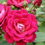 Laurier-rose : Guide complet sur ses racines, profondeur, risques et conseils de plantation