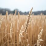 Miscanthus : entre coûts élevés, risques d'invasivité et autres inconvénients à connaître